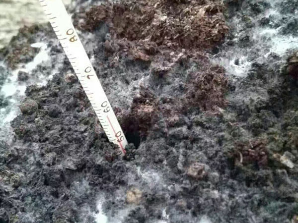 在施用菌肥時有哪些常見的預(yù)防措施?